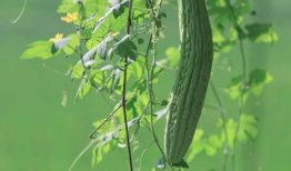 吃瓜吹风扇动图,吃瓜吹风扇，尽享悠闲时光