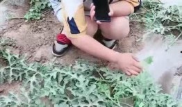 吃瓜娱乐范老师,揭秘娱乐圈幕后故事