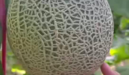 你可以吃蜜瓜吗,你适合享用吗？