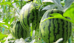 梦见吃瓜绿色的西瓜,瓜田寻梦，绿色西瓜的神秘启示