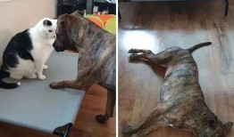 娱乐吃瓜酱狗狗打猫咪,娱乐吃瓜酱现场直播