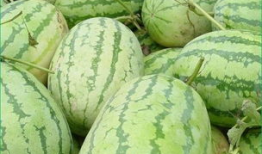 晨晨同学在吃瓜,一场甜蜜的“瓜”界冒险