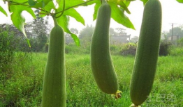 水瓜多大可吃,多大可食用的最佳时机