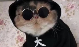 吃瓜娱乐的喵哥是谁啊视频,吃瓜娱乐界的神秘喵哥是谁？