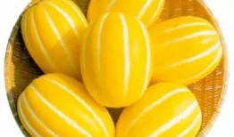 黄色瓜吃瓜,吃瓜者的美味之旅