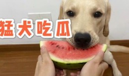 娱乐吃瓜蛋仔名字大全