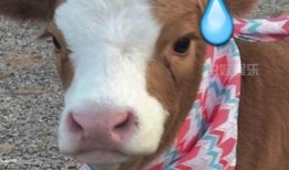 娱乐吃瓜酱鸭鸭