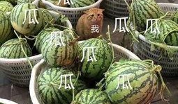 娱乐区吃瓜,揭秘明星们的“吃瓜”日常