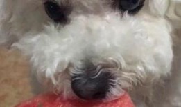 娱乐吃瓜酱狗狗打猫咪,娱乐吃瓜酱现场直播